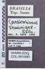 Etikette zu Cardiorhinus seminiger (NHMW-ZOO-COL-0010581)